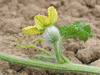 Citrullus lanatus Pastèque à confire de Vendée; fleurs-F