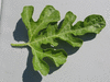 Citrullus lanatus Pastèque à confire à graines vertes; feuilles