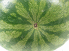 Citrullus lanatus Pastèque à confire à graines vertes; ombilics