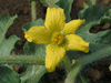 Citrullus lanatus Pastèque à confire à graines vertes; fleurs-F