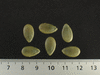 Citrullus lanatus Pastèque à confire à graines vertes; graines