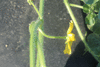 Citrullus lanatus Pastèque à confire à graines vertes; fleurs-M