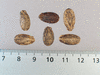 Citrullus lanatus Kolb's gem or american champion; graines