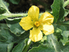 Citrullus lanatus Kolb's gem or american champion; fleurs-M