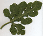 Citrullus lanatus Kolb's gem or american champion; feuilles