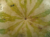 Citrullus lanatus Colorado preserving or red seeded citron; ombilics