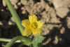 Citrullus lanatus Colorado preserving or red seeded citron; fleurs-F