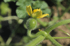 Citrullus lanatus Colorado preserving or red seeded citron; fleurs-F