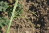 Citrullus lanatus Colorado preserving or red seeded citron; vrilles