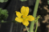 Citrullus lanatus Colorado preserving or red seeded citron; fleurs-M