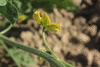 Citrullus lanatus Colorado preserving or red seeded citron; fleurs-M