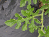 Citrullus lanatus Klondike blue ribbon; feuilles