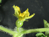 Citrullus lanatus Osh kirgizia; fleurs-F