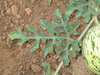 Citrullus lanatus Navajo winter; feuilles