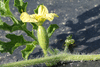 Citrullus lanatus Lune et étoiles à chair jaune; fleurs-F