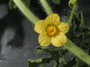 Citrullus lanatus Montain sweet yellow; fleurs-M