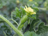 Citrullus lanatus Montain sweet yellow; fleurs-F