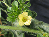Citrullus lanatus Montain sweet yellow; fleurs-F