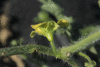 Citrullus lanatus Montain sweet yellow; fleurs-M
