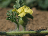 Citrullus lanatus Cream of Saskatchewan; fleurs-F