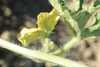 Citrullus lanatus Cream of Saskatchewan; fleurs-M