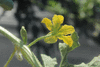 Citrullus lanatus Sweet Siberian; fleurs-M