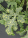 Citrullus lanatus Lune Etoiles Long Milky Way; feuilles