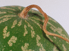 Citrullus lanatus Pastèque sauvage; pedoncules