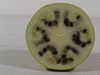 Citrullus lanatus Pastèque sauvage; coupes