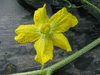 Citrullus lanatus Pastèque sauvage; fleurs-M