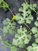 Citrullus lanatus Pastèque sauvage; feuilles