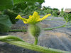 Citrullus lanatus Pastèque sauvage; fleurs-F