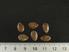 Citrullus lanatus Pastèque sauvage; graines