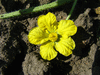 Citrullus lanatus Rio Mayo Sakobari; fleurs-M