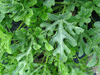 Citrullus lanatus Rio Mayo Sakobari; feuilles