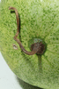 Citrullus lanatus Rio Mayo Sakobari; pedoncules