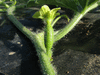 Citrullus lanatus Potiron du Venezuela; fleurs-F