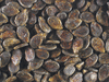 Citrullus lanatus Potiron du Venezuela; graines
