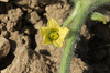 Citrullus lanatus Cris cross; fleurs-F