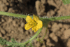 Citrullus lanatus D'Egypte; fleurs-F