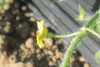 Citrullus lanatus D'Egypte; fleurs-M