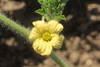 Citrullus lanatus Quetzali; fleurs-F