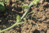 Citrullus lanatus Quetzali; vrilles