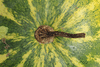 Citrullus lanatus Quetzali; pedoncules
